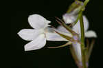 Pale lobelia